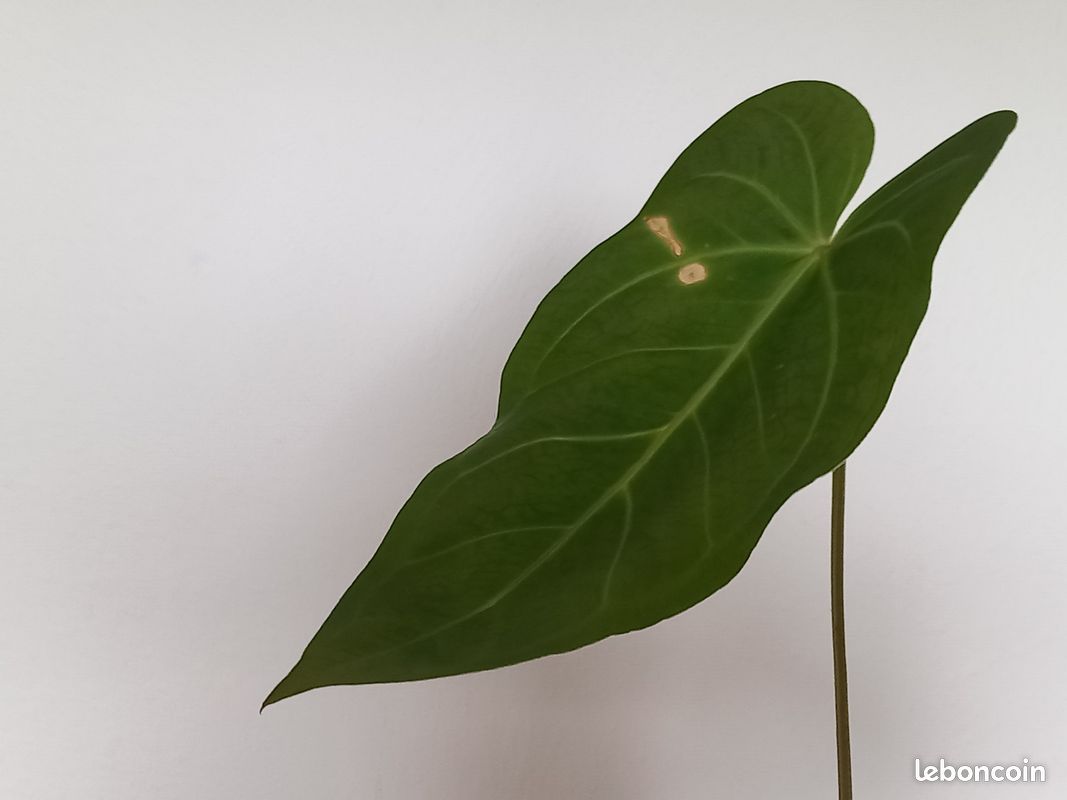 zimmerpflanze bogenhanf Bogenhanf - pflegeleichte Zimmerpflanze, Sansevieria trifasciata Superba main image 1