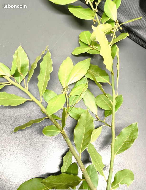 Branche de laurier sauce du jardin (image 2)