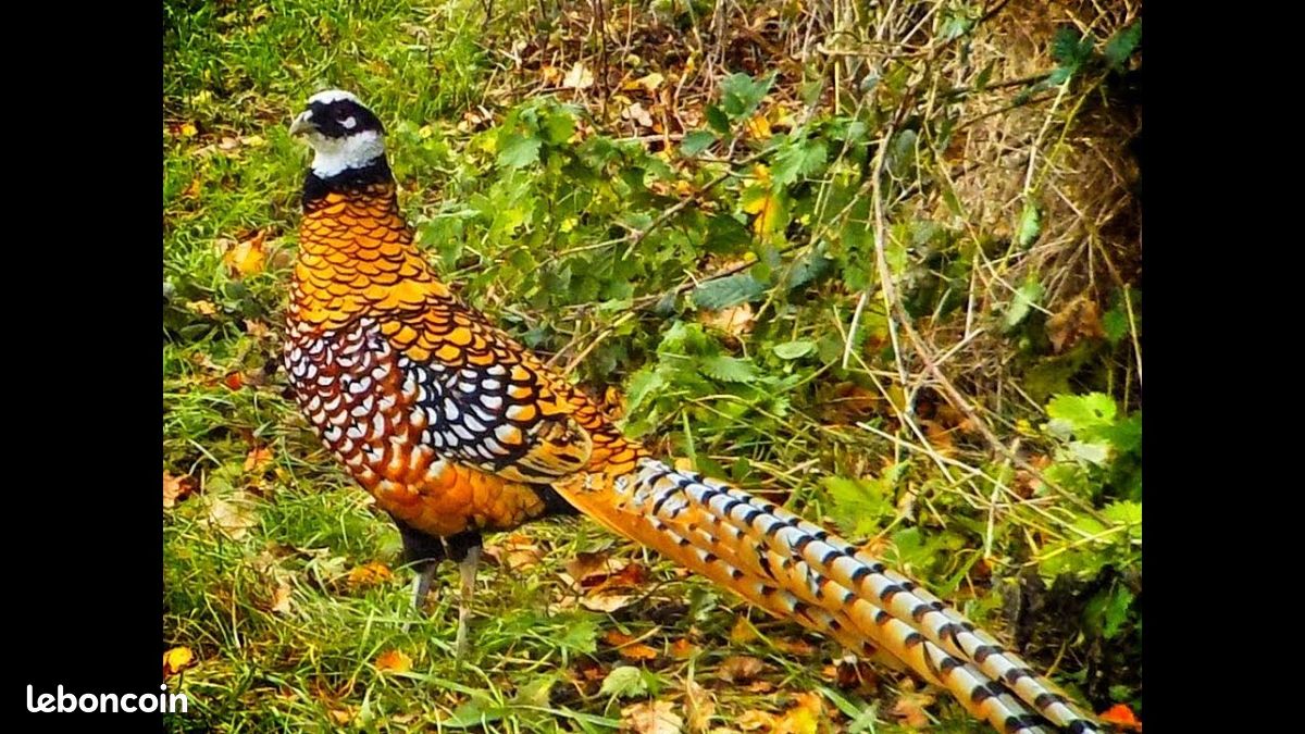 Chasse devant soi en Sologne (image 3)
