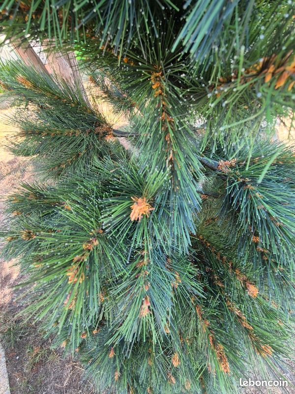 Sapin artificiel Carolina 1m80 (image 4)