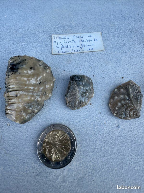 Fossiles TRIGONIA BRONI et LOPHA GREGAREA (image 3)