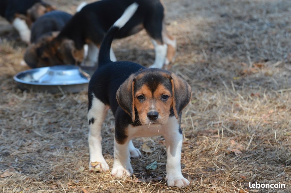 Chiot Beagle harrier (image 2)