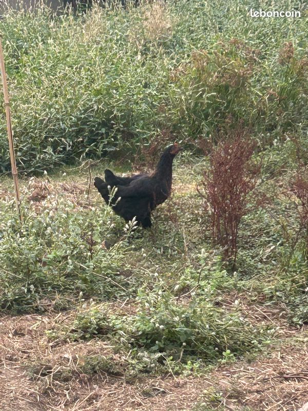 Poules (image 2)