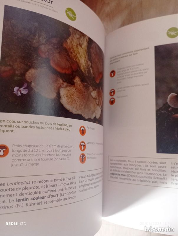 Livre illustré champignons (image 6)