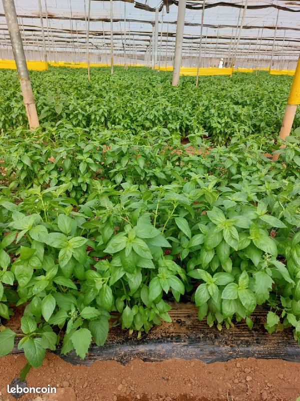 Herbe aromatique du jardin (image 1)