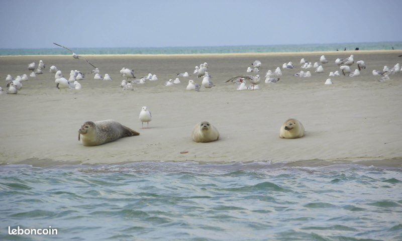 50 m de la plage (image 16)