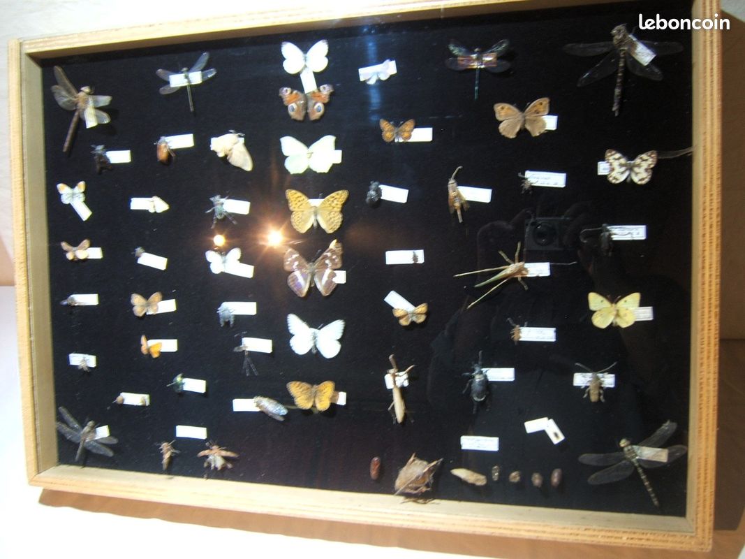 Vitrine présentant des insectes naturalisés des Vosges (image 2)