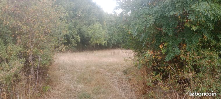 Foret de grands arbres avec ruisseau commune d'Ars