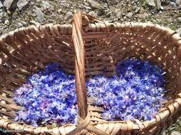 BOURRACHE BIO fleurs comestible (image 5)