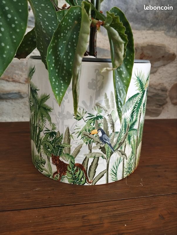 Plante intérieur bégonia bambou (image 3)