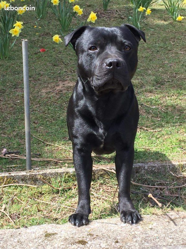 Saillie Staffie Staffy Staffi (image 2)