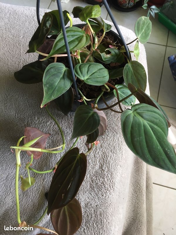 Philodendron MICANS, Begonia BOLIVENISIS, CONCHIFOLIA (image 1)