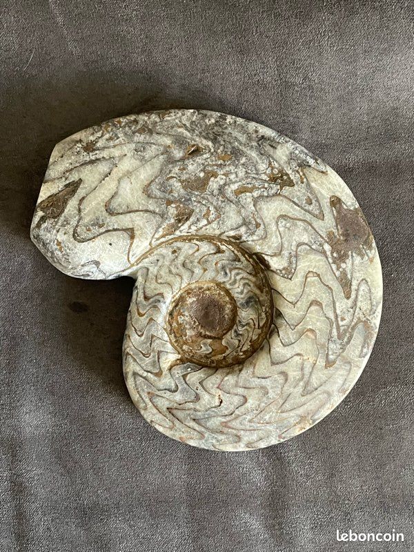Fossiles ammonite polie.marbre (image 2)