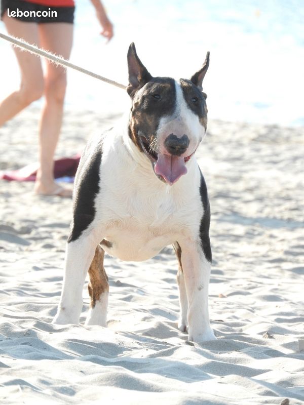 Bull terrier standard saillie (image 2)