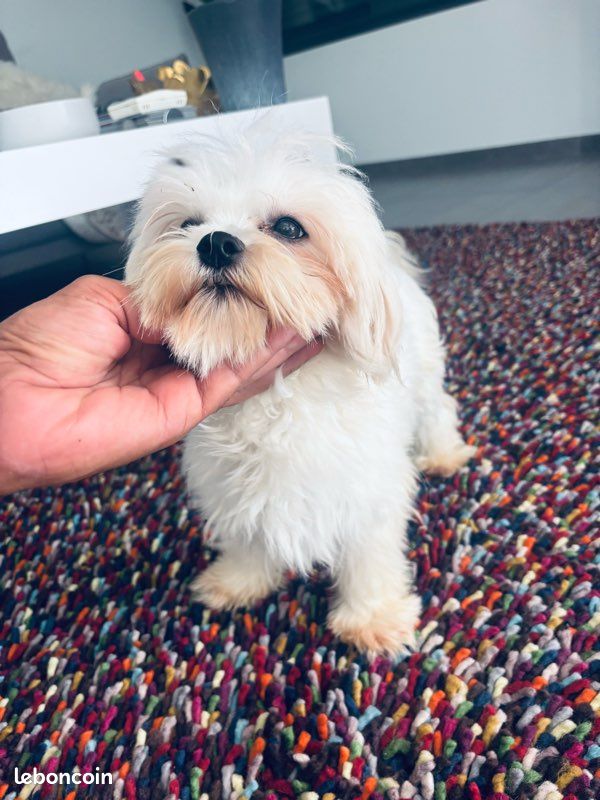 Bichon maltaise. Femelle retraite (image 3)