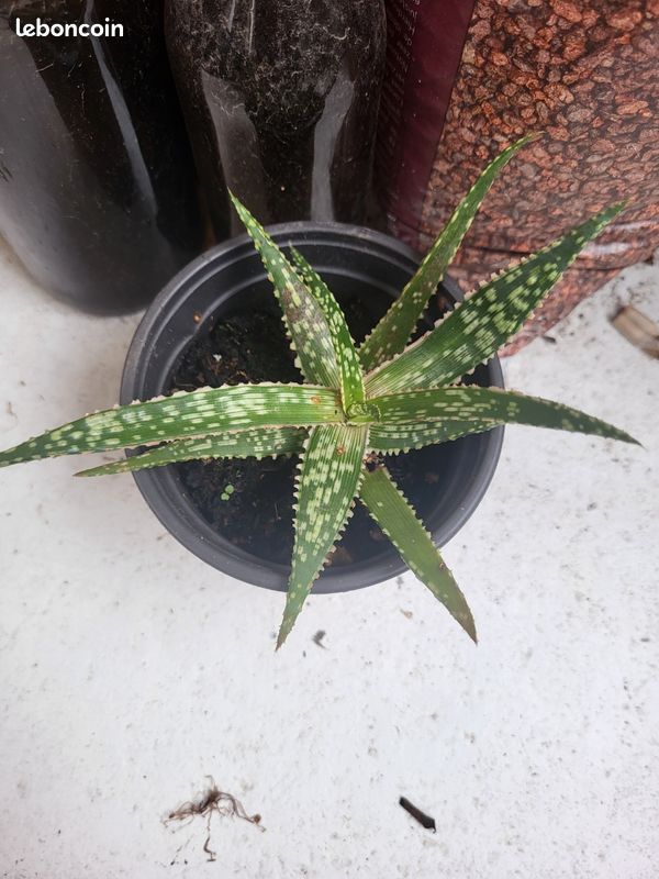 Aloe cleopatra - Jardin & Plantes