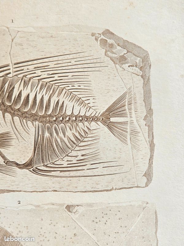Curieuse gravure ancienne (+150 ans) Squelettes de poissons fossiles (image 3)