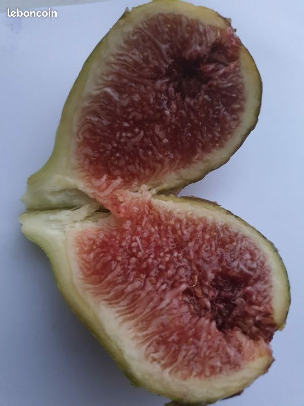 Figues fraiches Bio (image 2)