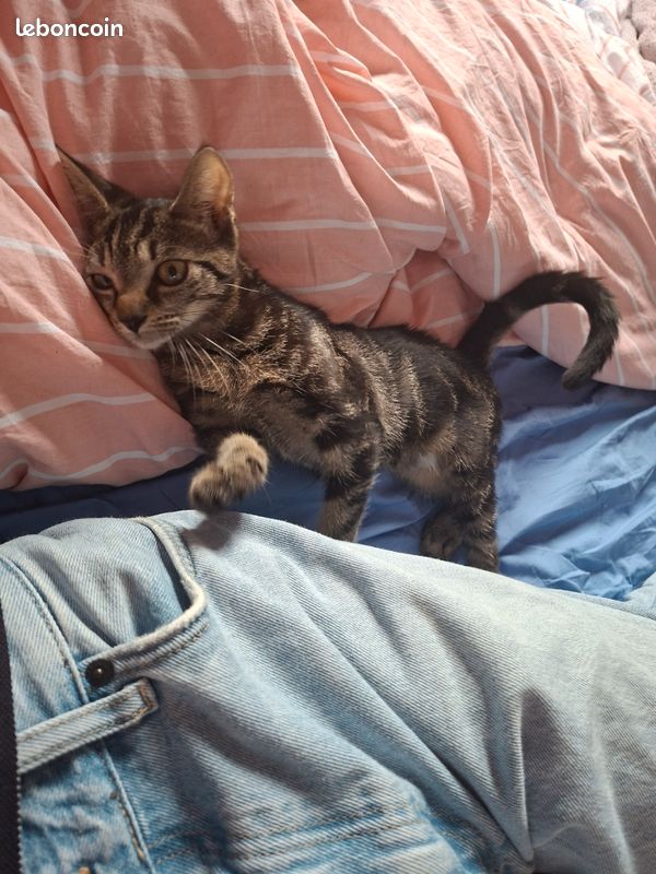 Chaton (image 1)