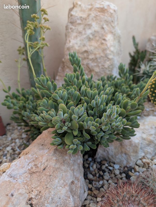Plante grasse - crassula rogersii (image 2)