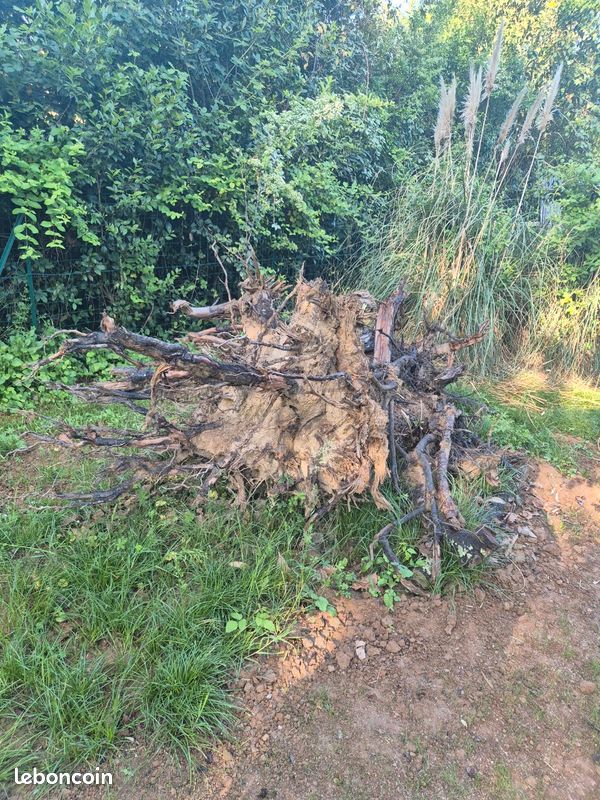 Don souches (image 1)