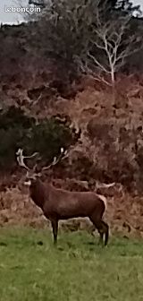Action de chasse grand gibier 2025-2026 (image 1)