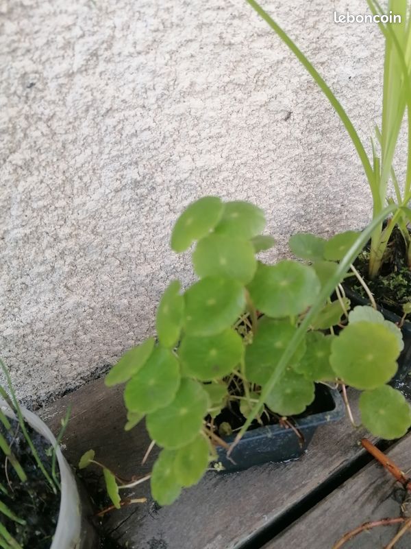 Hydrocotyle pour bassin ou berges (image 4)