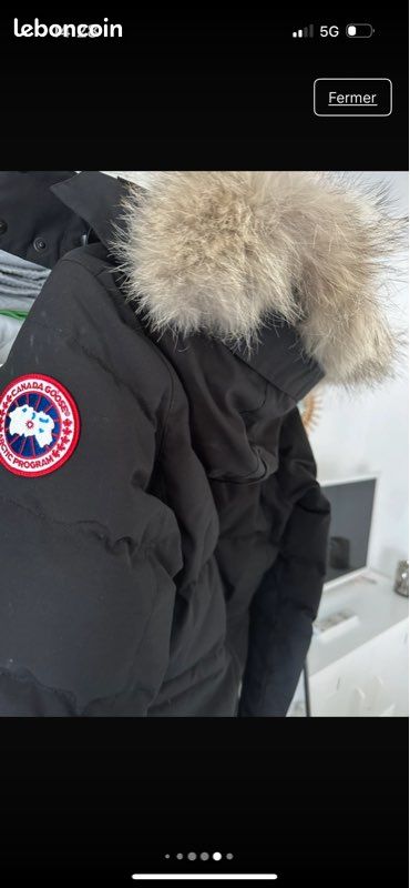 Canada goose (image 7)