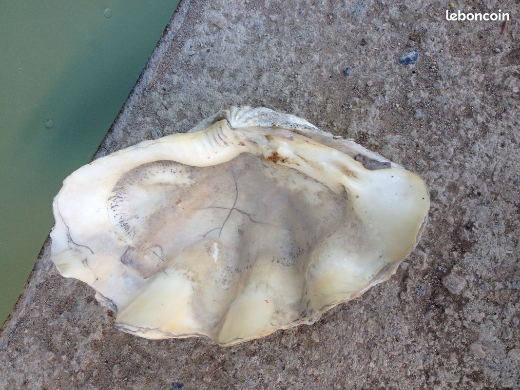 Demi-coquillage (image 4)