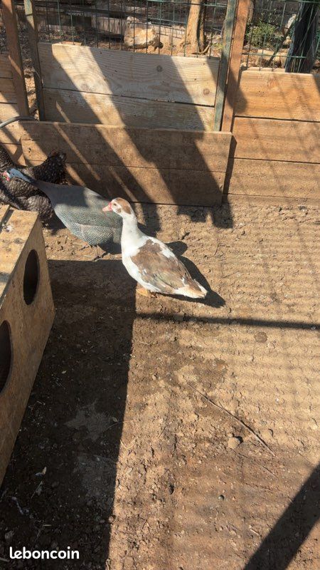 Canard de barbarie chocolat et noir et blanc (image 2)