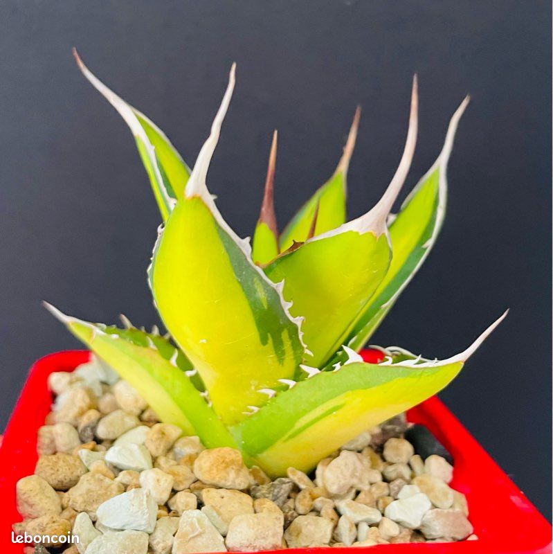 TRÈS RARE  Agave Horrida clone "Sumita" From Tanaka Japon (image 7)