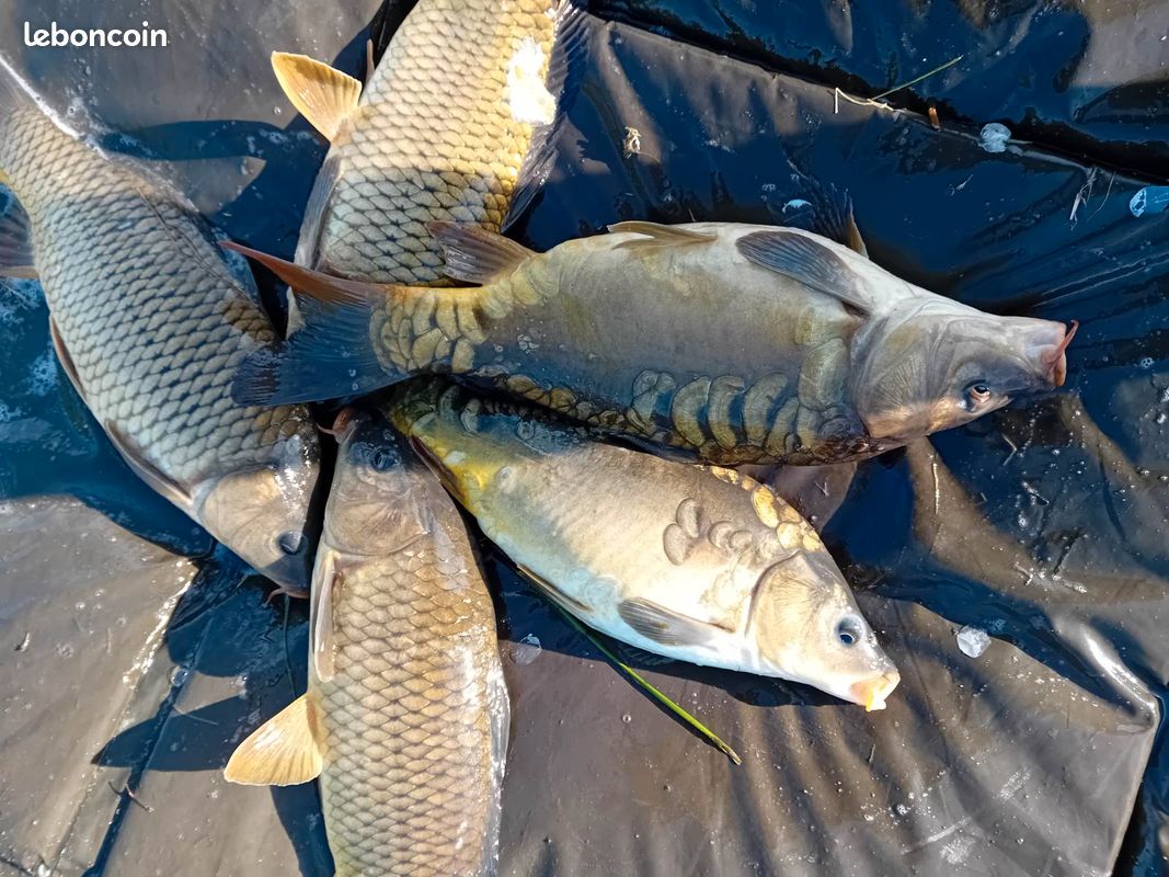 Etang de pêche (image 5)