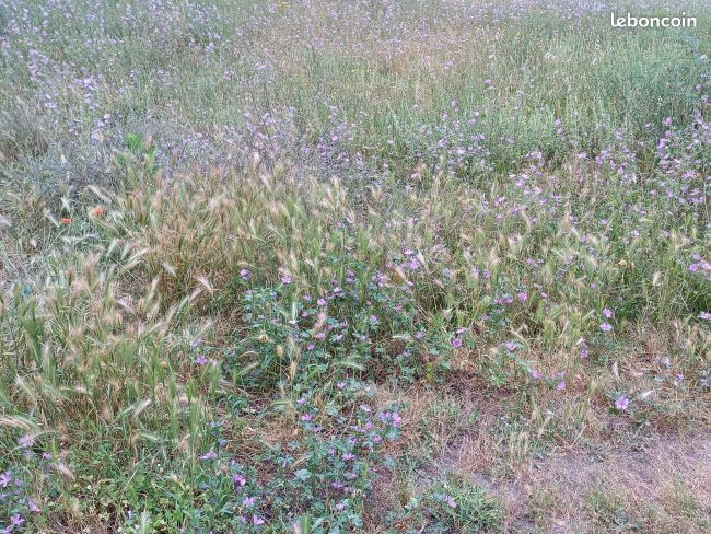 Terrain 715 m² · à Saint-Jean-Pla-de-Corts · 159 900 €