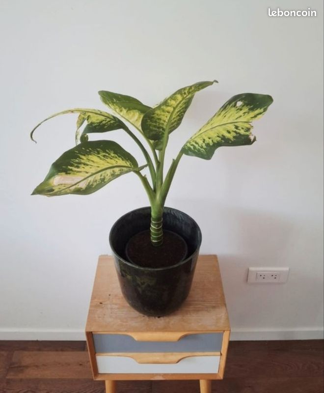 🌿 Dieffenbachia seguine Lemon Tropic (H70cm) (image 3)
