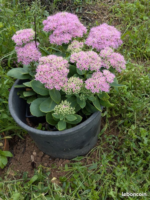 Sedum rose Jardin Plantes