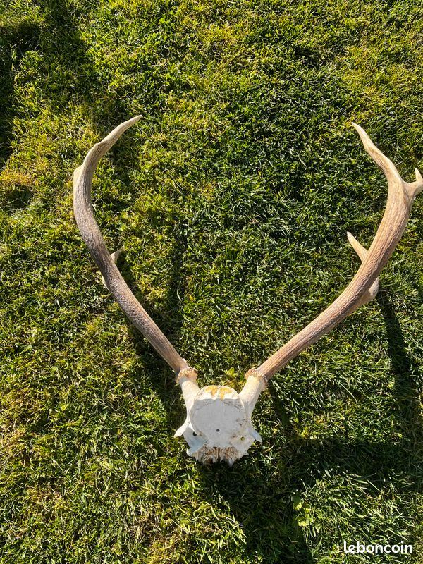 Bois déco grange ou pièces de chasse (image 2)