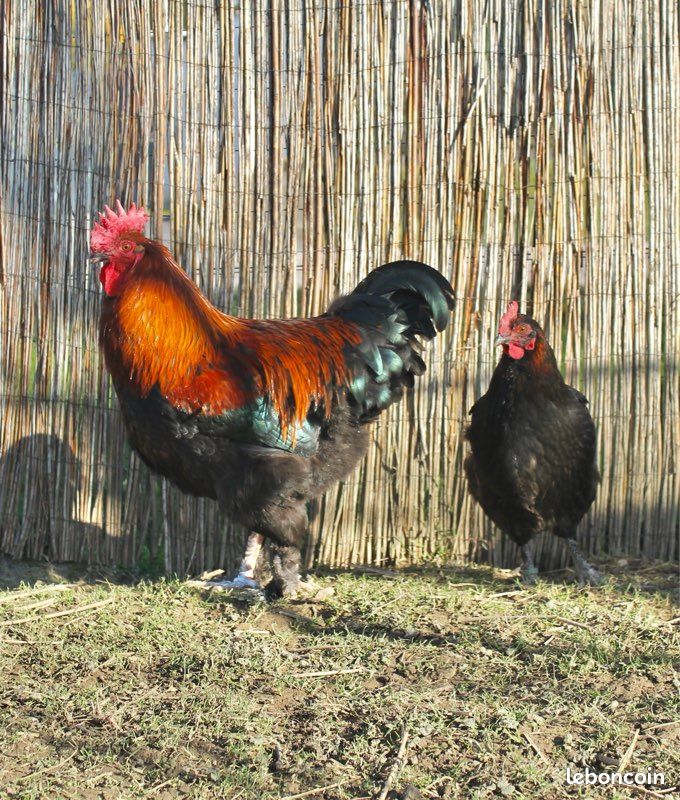 Oeufs poule Marans (image 2)