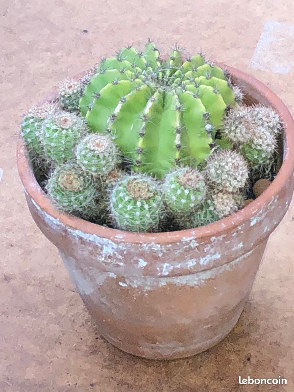 Cactus extérieur interieur (image 3)