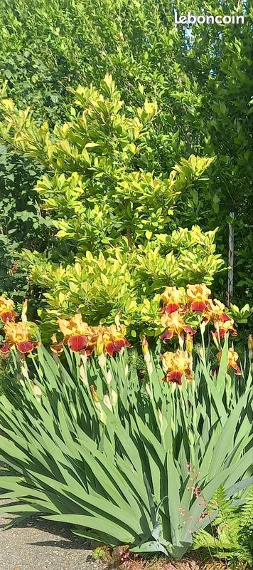 Iris jaune et marron (image 1)