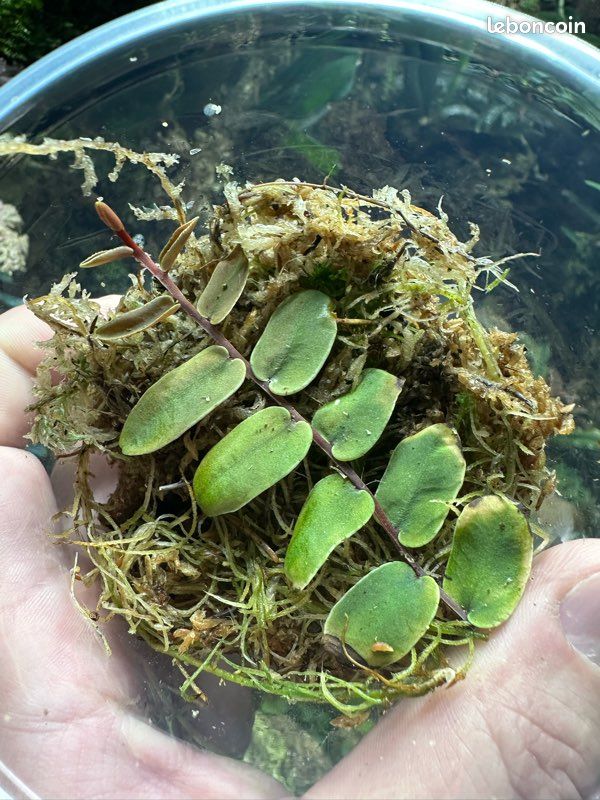 Marcgravia sintensii - Liane pour terrarium / paludarium (image 1)