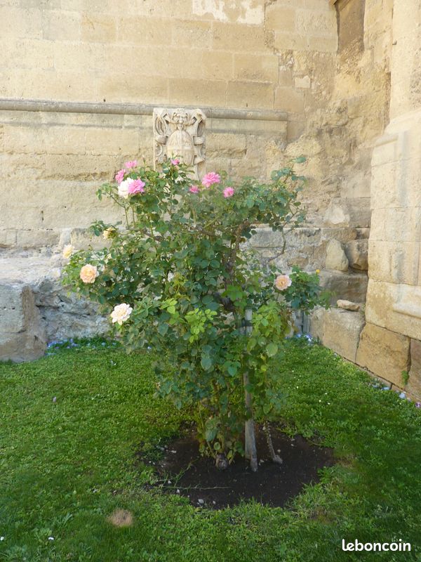 Débroussailler (image 1)