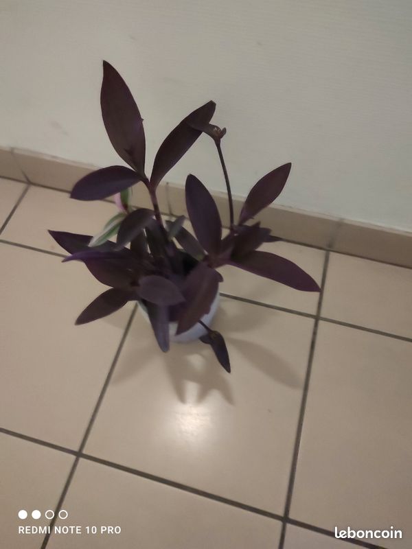 Plante , misère pourpre (image 2)