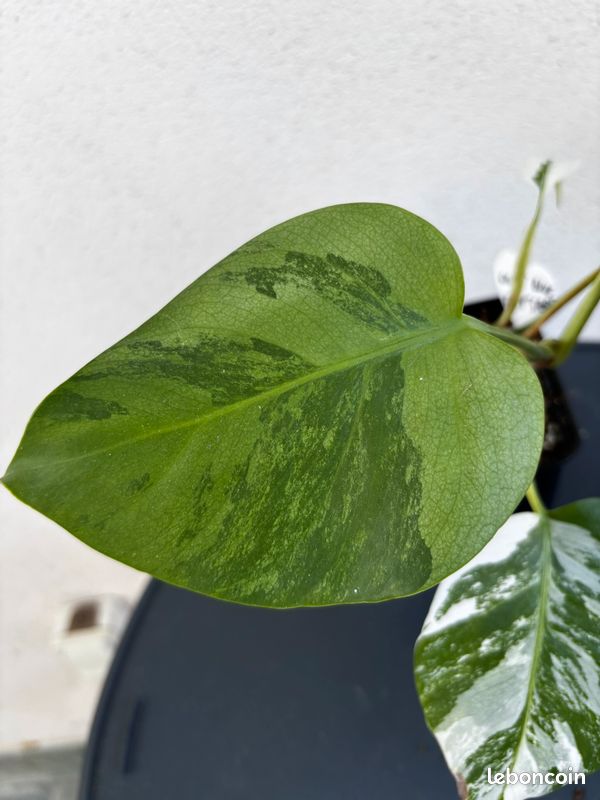 Monstera blue mint - Jardin & Plantes