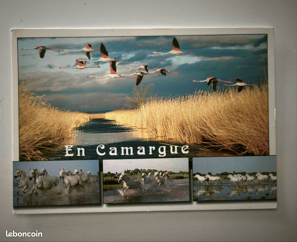 Carte postale Camargue Estel 99 (image 1)