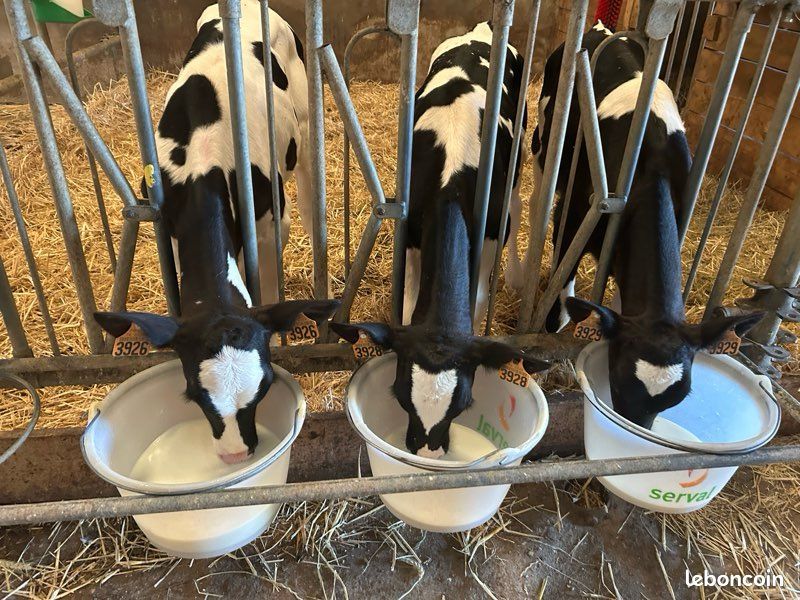 3 veaux génisses de 2 mois - prim holstein (image 1)