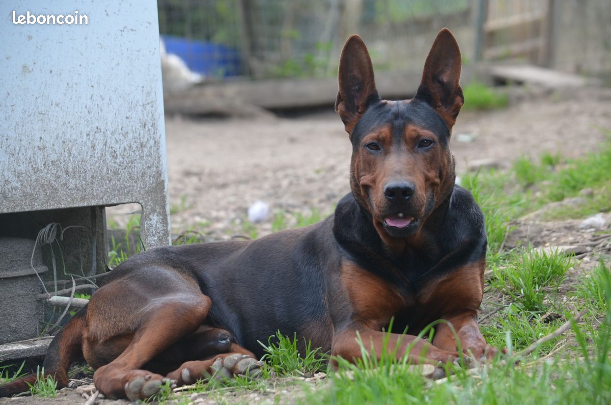 Chineese Red Dog (Lanzhou Hong) - Très Rare (image 2)