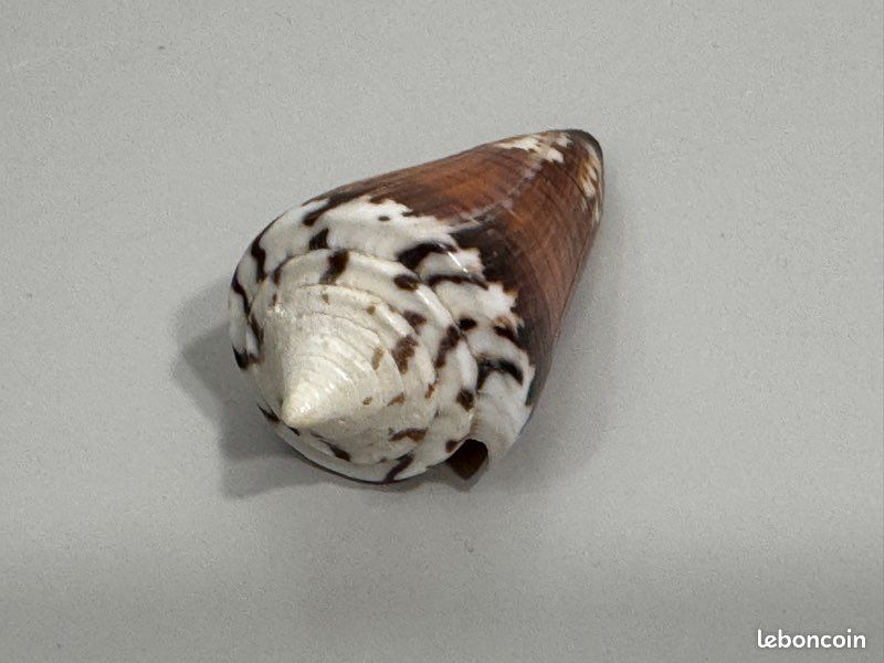 Coquillage de collection Strategoconus generalis ? 6,4 cm , vintage années 70 , excellent état (image 5)