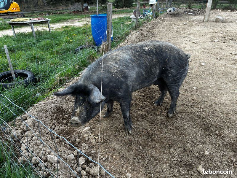 Cochon porc verrat truie porcelets (image 3)