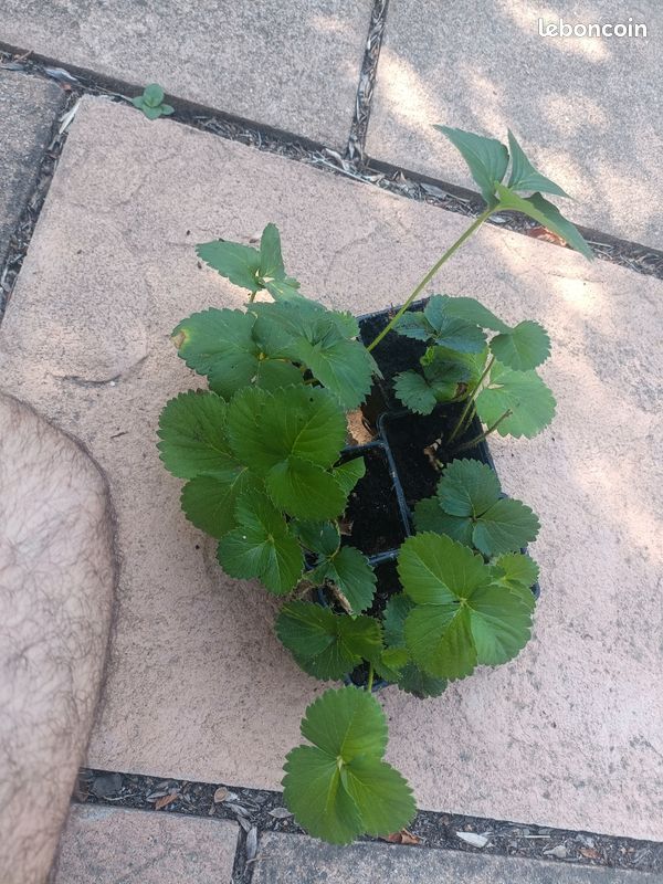 Lot de 6 Plants de fraise (image 2)