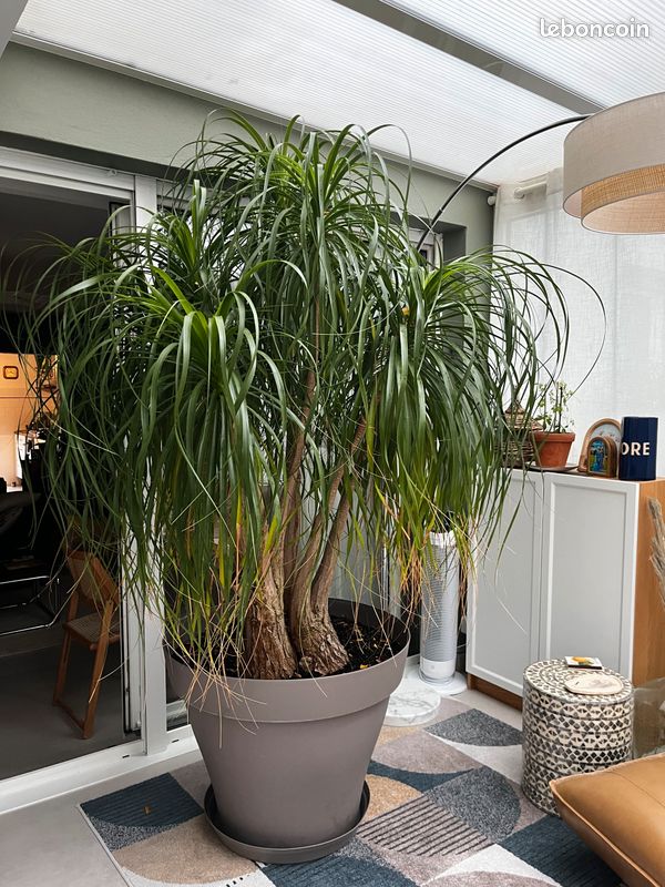Grand pied d’éléphant (Beaucarnea recurvata) adulte – 2,30 m avec pot (image 1)
